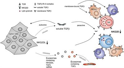 Impairment of NKG2D-Mediated Tumor Immunity by TGF-β